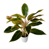 Aglaonema Pink Aurora - Live Plant in Small Pot