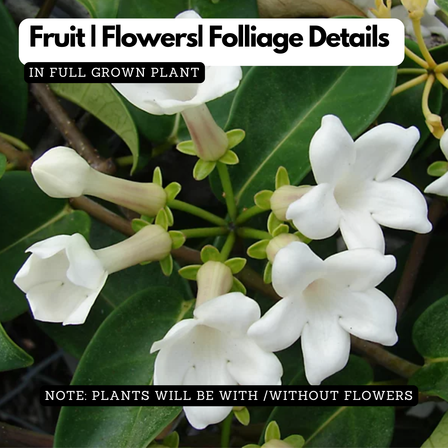 Madagascar Jasmine(Stephanotis floribunda)Live Plant (Home & Garden)