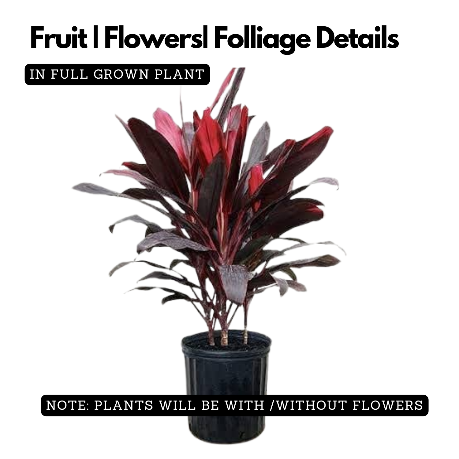 Dracaena Mahatma Plant - Cordyline Terminalis, Dracaena Baby DollLive Plant (Home & Garden)