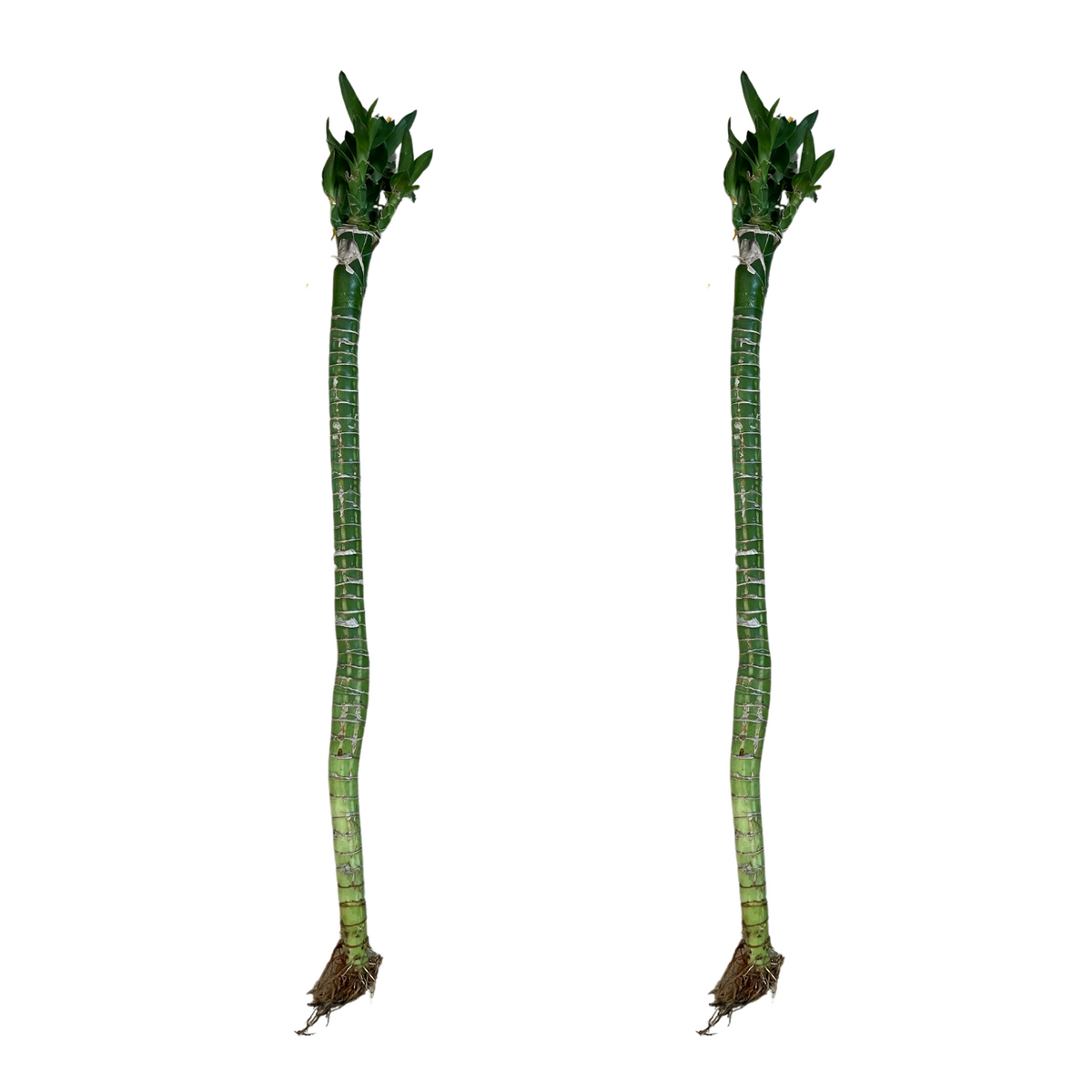 Lotus Bamboo Stick 50cm - Live Plant (Home & Garden)