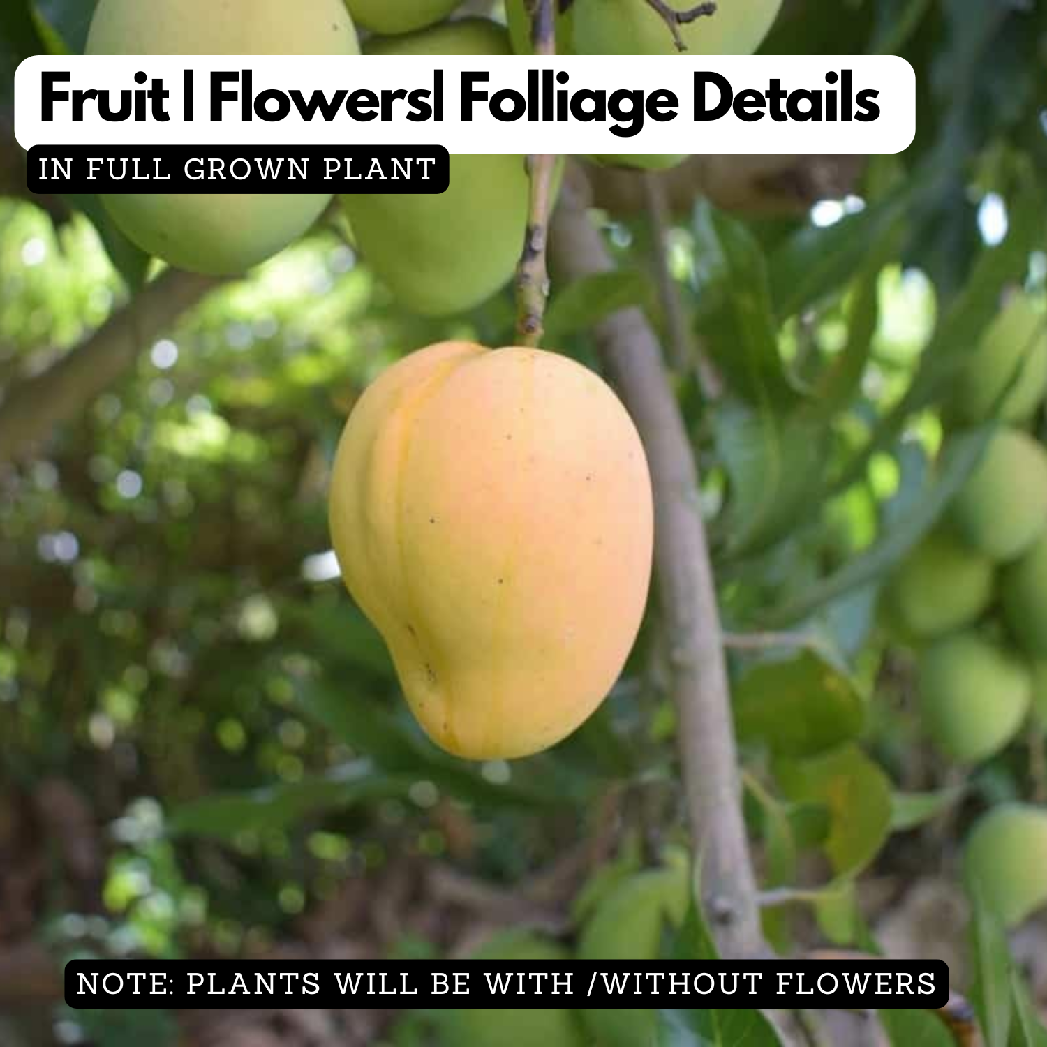 Arka Aruna Mango Live Plant | Grafted Mango (Mangifera indica)) Fruit Live Plant (Home & Garden)