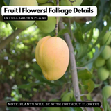 Arka Aruna Mango Live Plant | Grafted Mango (Mangifera indica)) Fruit Live Plant (Home & Garden)