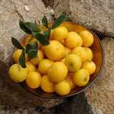 Kei Apple (Dovyalis caffra) Seedling Fruit Plant (Home & Garden Plants)