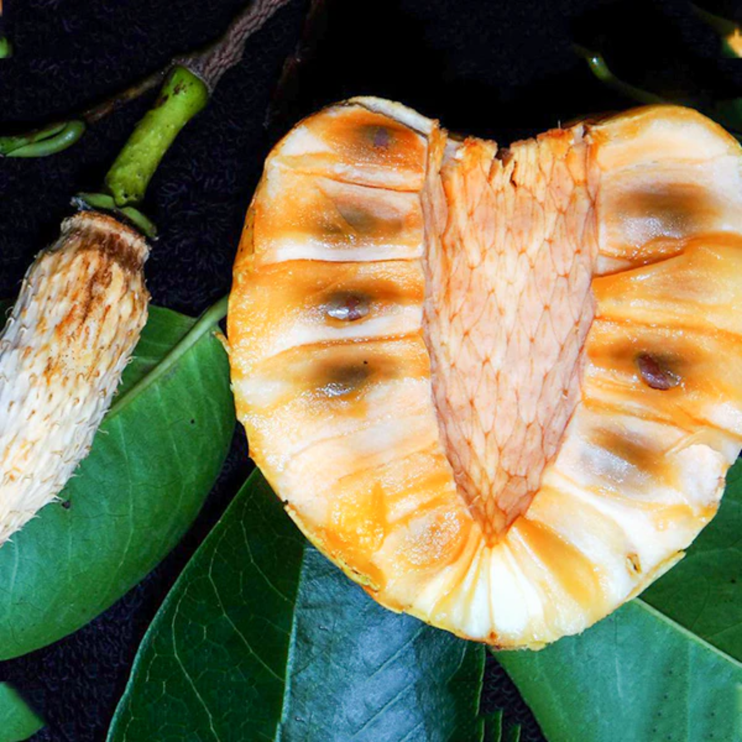 Pond Apple (Annona Glabra) Seedling Fruit Plant (Home & Garden Plants)