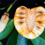 Pond Apple (Annona Glabra) Seedling Fruit Plant (Home & Garden Plants)