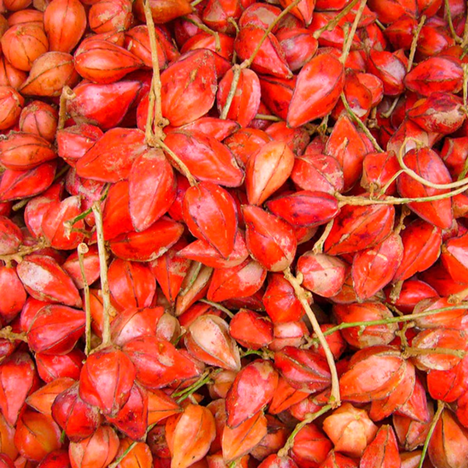 Belimbing Darah Fruit (Baccaurea Angulata) Grafted Fruit Plant (Home & Garden Plants)