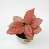 Aglaonema Pink Anjamani Live Plant in Verona 15cm Eco Planter (Cream) | Indoor Air-Purifying Decorative Plant | Low-Maintenance | Ideal for Home & Office Décor