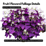 Oxalis Triangularis - Purple Shamrock, Butterfly Oxalis, Butterfly Plant Live Plant (Home & Garden)