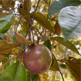 Star Apple / Milk fruit / Golden Leaf Tree (Arlo Chrysophyllum cainito)Grafted Fruit Live Plant (Home & Garden)