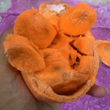 Kubal Fruit (Willughbeia sarawacensis) Seedling Fruit Plant (Home & Garden Plants)