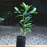 Coralberry Fruit (Ardisia Elliptica) Seedling Fruit Plant (Home & Garden Plants)