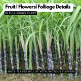 Sugarcane/Ganna(Saccharum officinarum)Live Plant(Home&Garden)