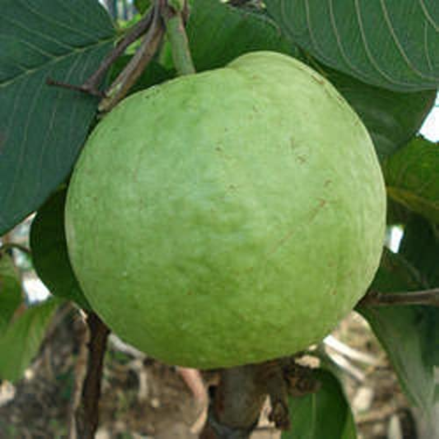 Allahabad Safeda Guava  Fruit Plant (Home & Garden Plants)