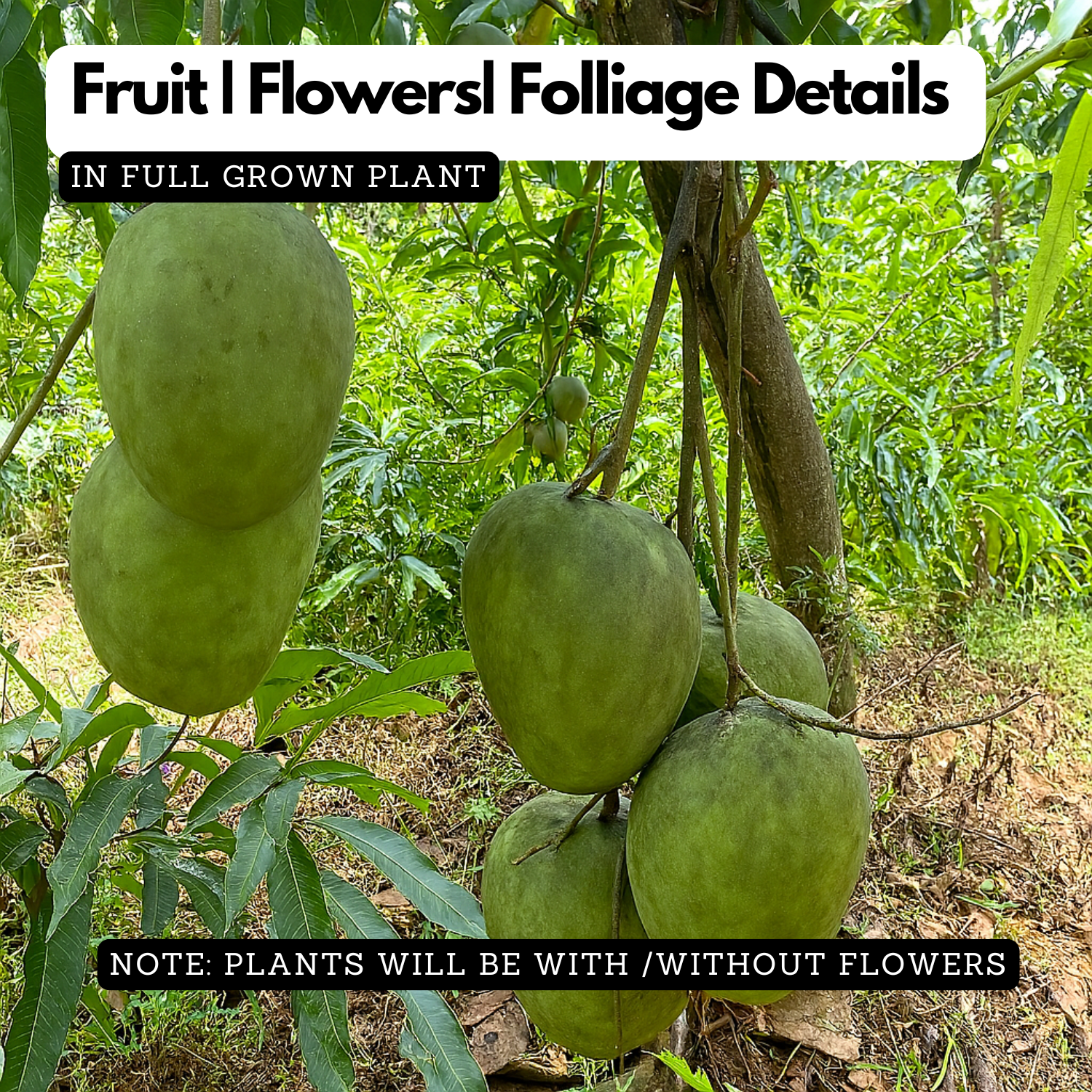 Kosseri Mango Grafted Fruit Plant (Home & Garden Plants)