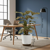 Calathea Makoyana | Peacock Plant in 7 Inch Self-Watering Pot | Live Decorative Foliage Plant | Ideal for Home, Living Room & Office Décor (Pot Colour May Vary On Availability)