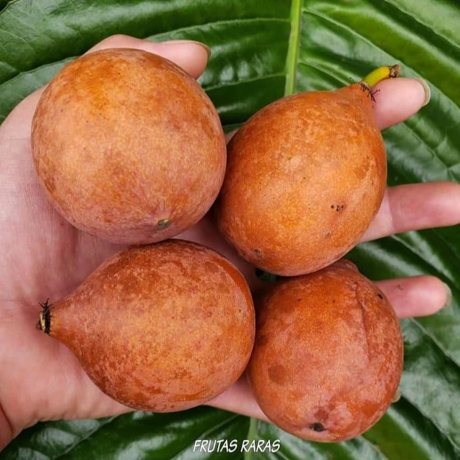 Achachairu (Garcinia Humilis) Seedling Fruit Plant (Home & Garden Plants)