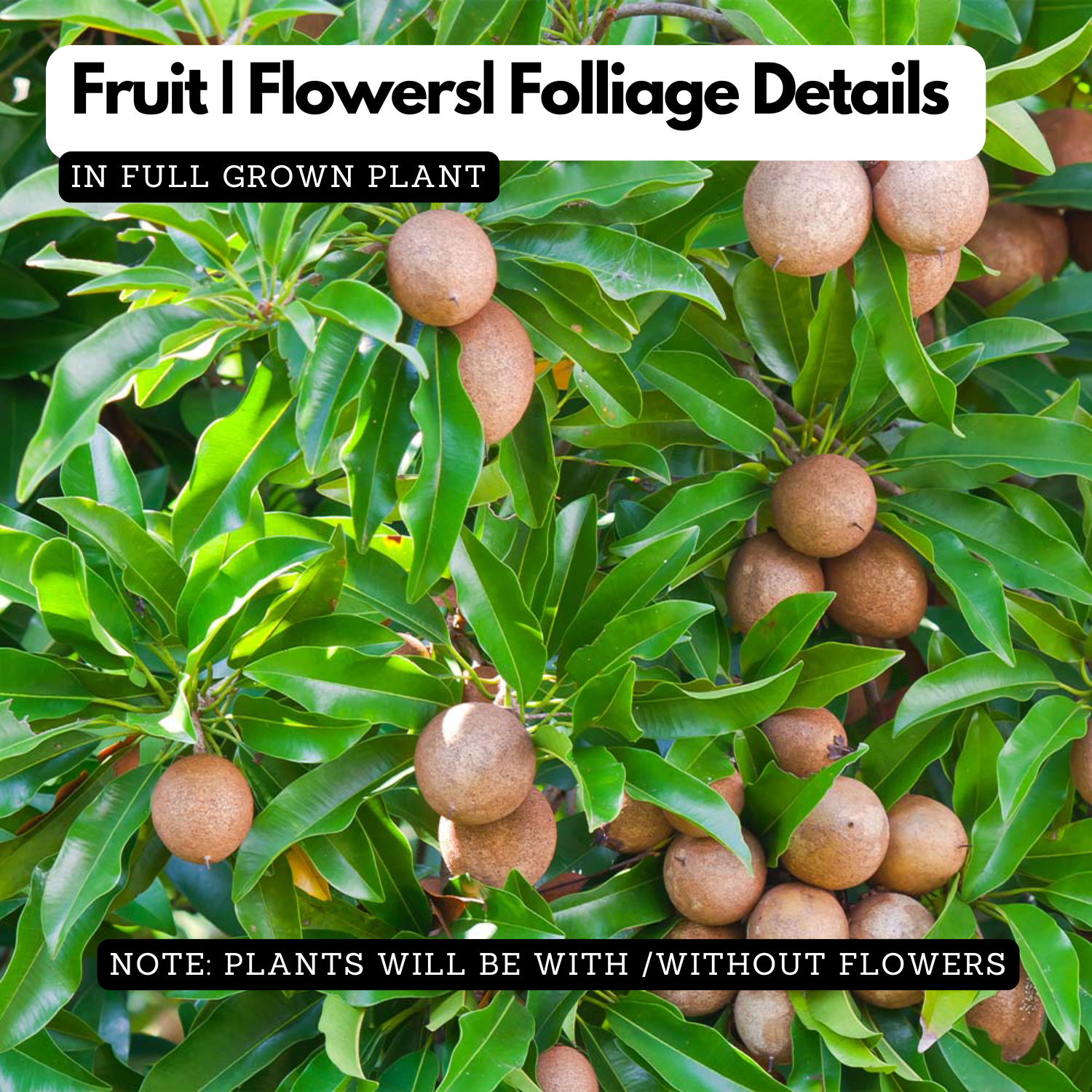 Cricket Ball Chiku( Sapodilla ) Grafted Fruit Live Plant (Home & Garden)
