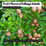 Cricket Ball Chiku( Sapodilla ) Grafted Fruit Live Plant (Home & Garden)