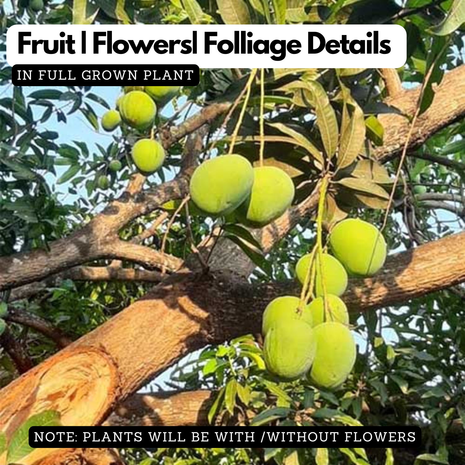 Black Andrews Mango Live Plant (Mangifera indica) Fruit Live Plant (Home & Garden)