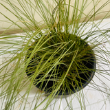 Mexican Feather Grass - Ornamental Plant Live Plant (Home & Garden)