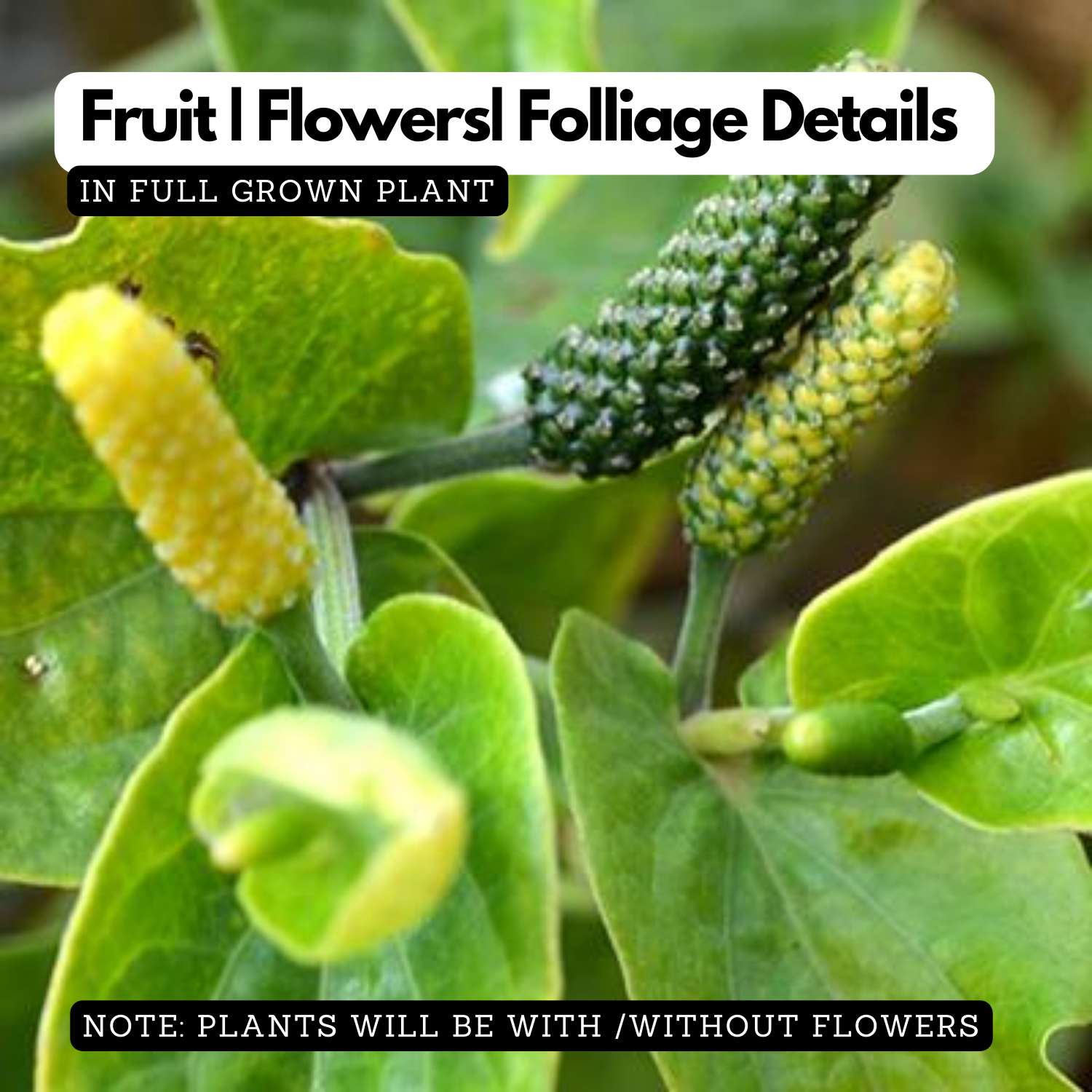 Birth Star : Aardra|Thiruvathira (Plant: Thippilli-Diospyros Melanoxylon|Pterocarpus Santalinus|Aquilaria Agallocha) (H&G)