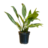 Aglaonema Silver Queen (Aglaonema commutatum) Live Plant (Home & Garden)