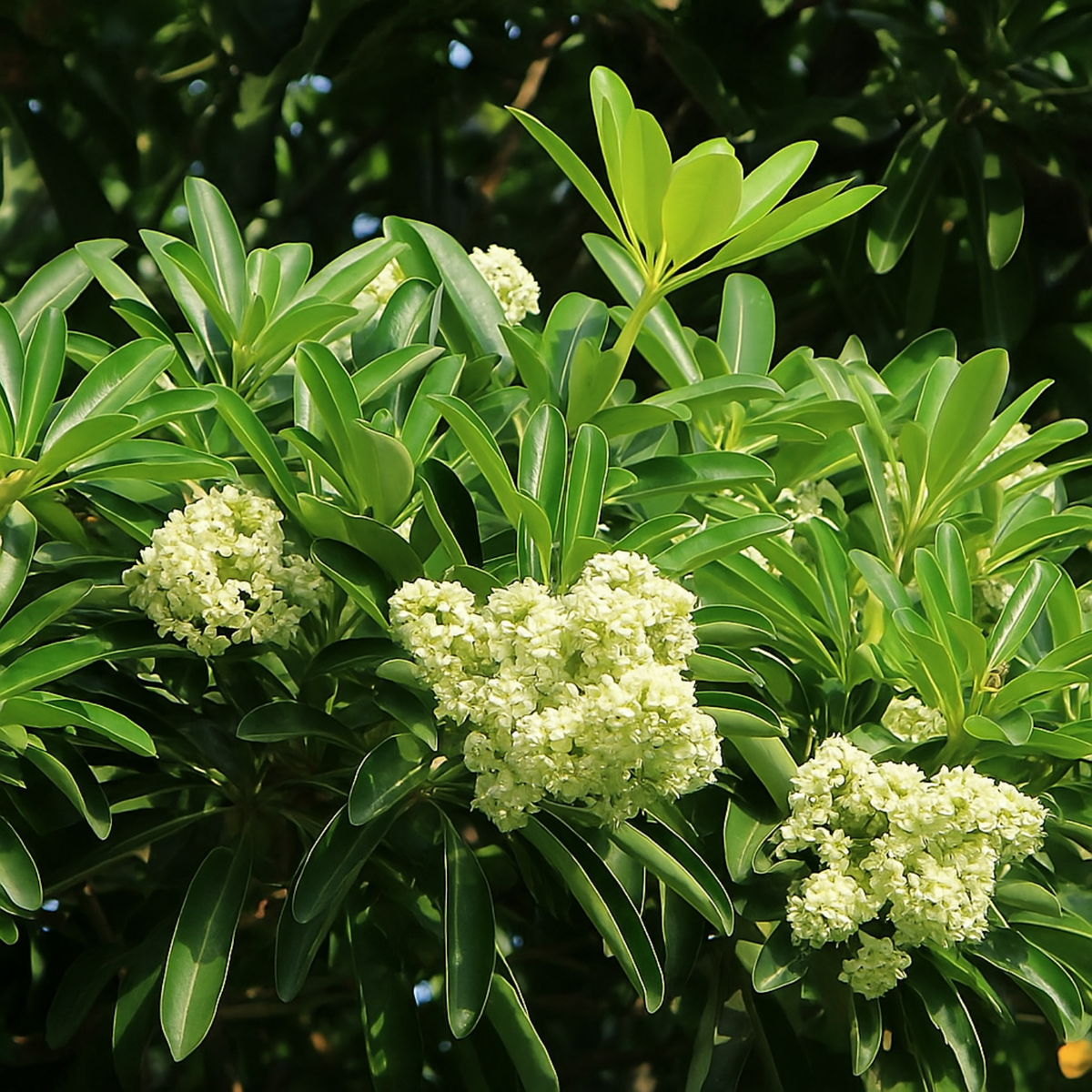 Alstonia Scholaris Live Plant (Saptaparni/Dita Tree)