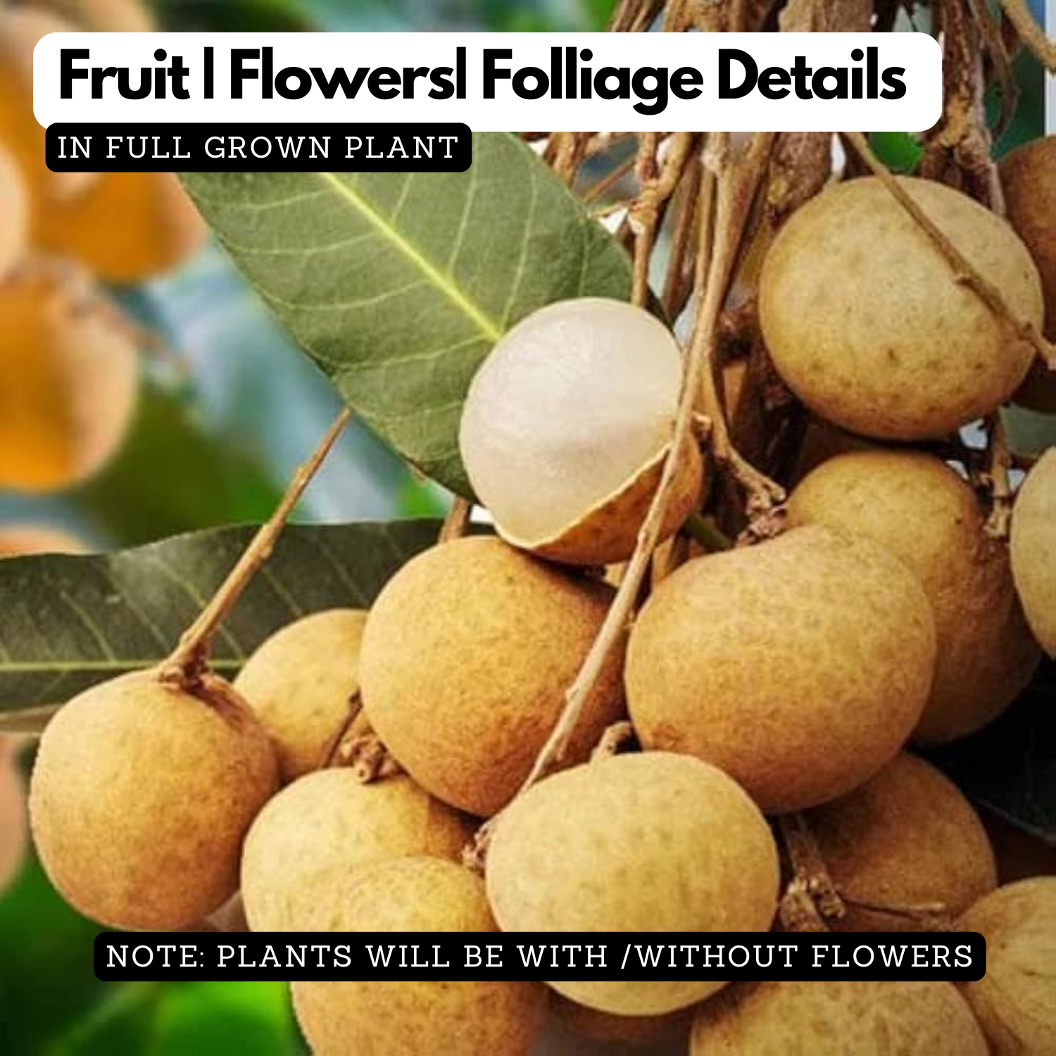 Longan (Diamond River, Layer) Fruit Plant(Dimocarpus longan)((Home & Garden)