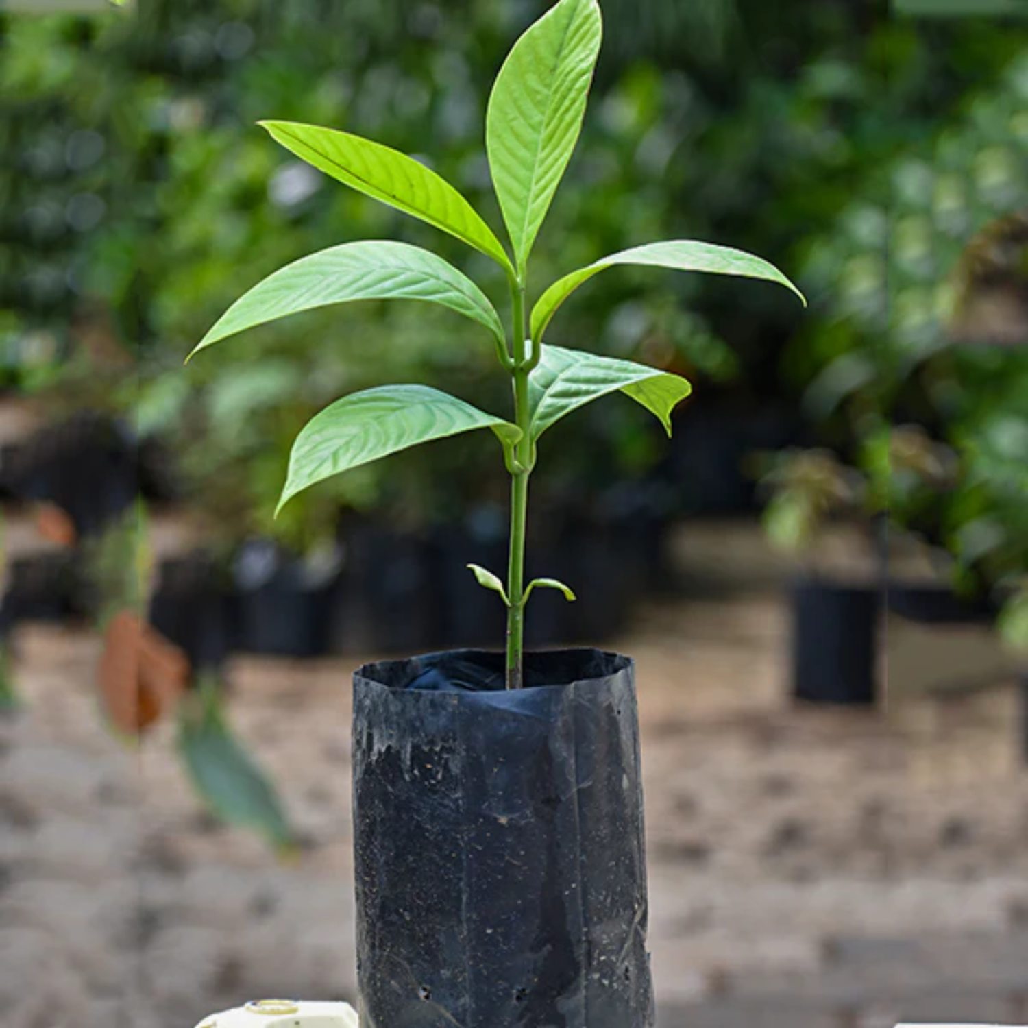 Bor-Thekera Fruit (Garcinia Pedunculata) Seedling Fruit Plant (Home & Garden Plants)