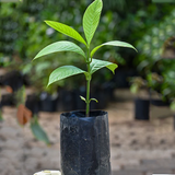Bor-Thekera Fruit (Garcinia Pedunculata) Seedling Fruit Plant (Home & Garden Plants)