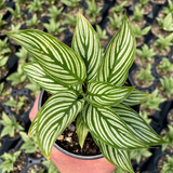 Calathea Vitata - Live Plant (H&G)