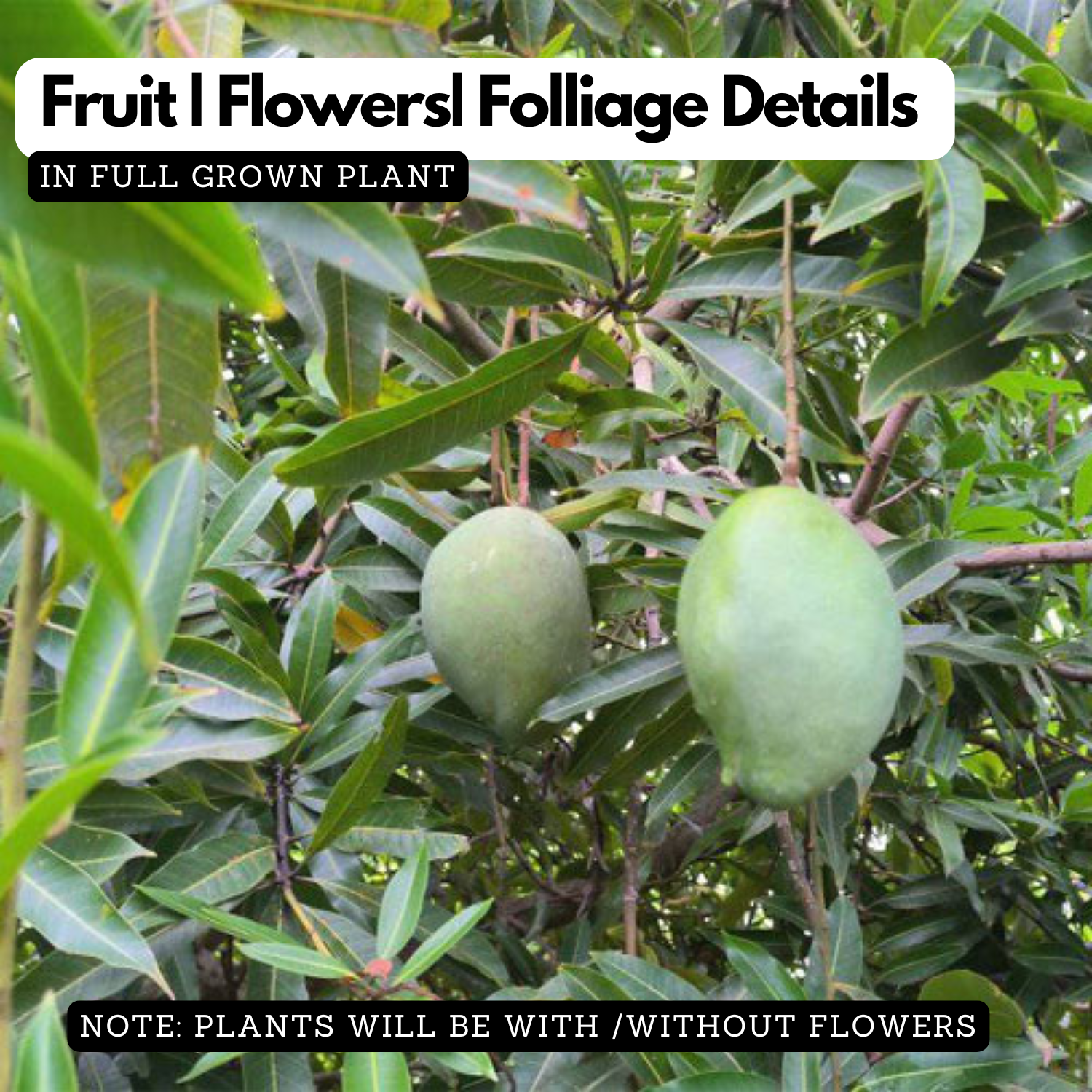 Nasik Pasand / Nashik Pasanth Mango (Mangifera indica) Live Plant (Home & Garden)
