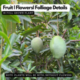 Nasik Pasand / Nashik Pasanth Mango (Mangifera indica) Live Plant (Home & Garden)