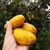 Giant Olosapo (Couepia Polyandra) Layered Fruit Plant (Home & Garden Plants)