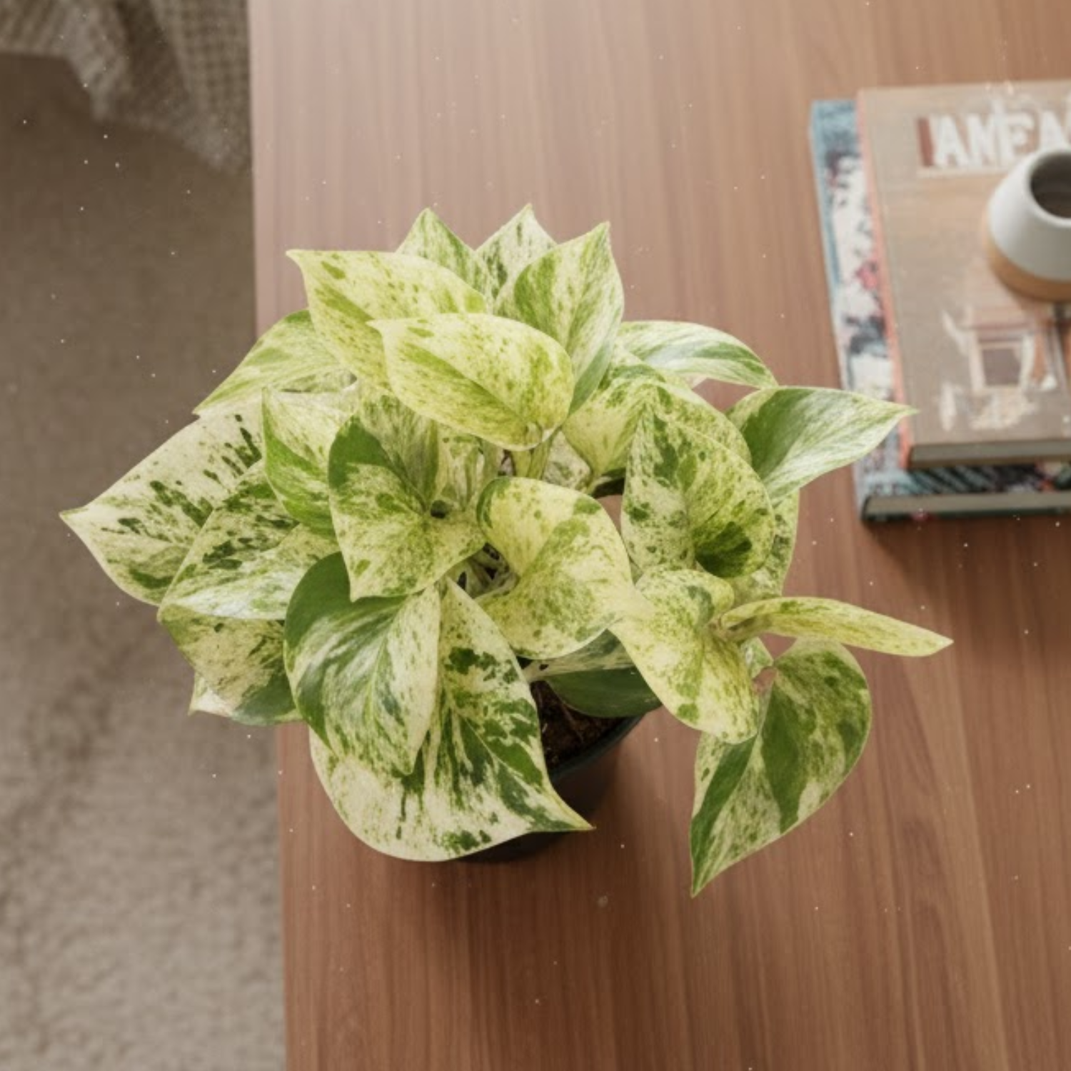 Marble Queen Money Plant (Epipremnum aureum ‘Marble Queen’) In 4 Inch Pot | Indoor Air-Purifying Decorative Live Plant For Home & Office