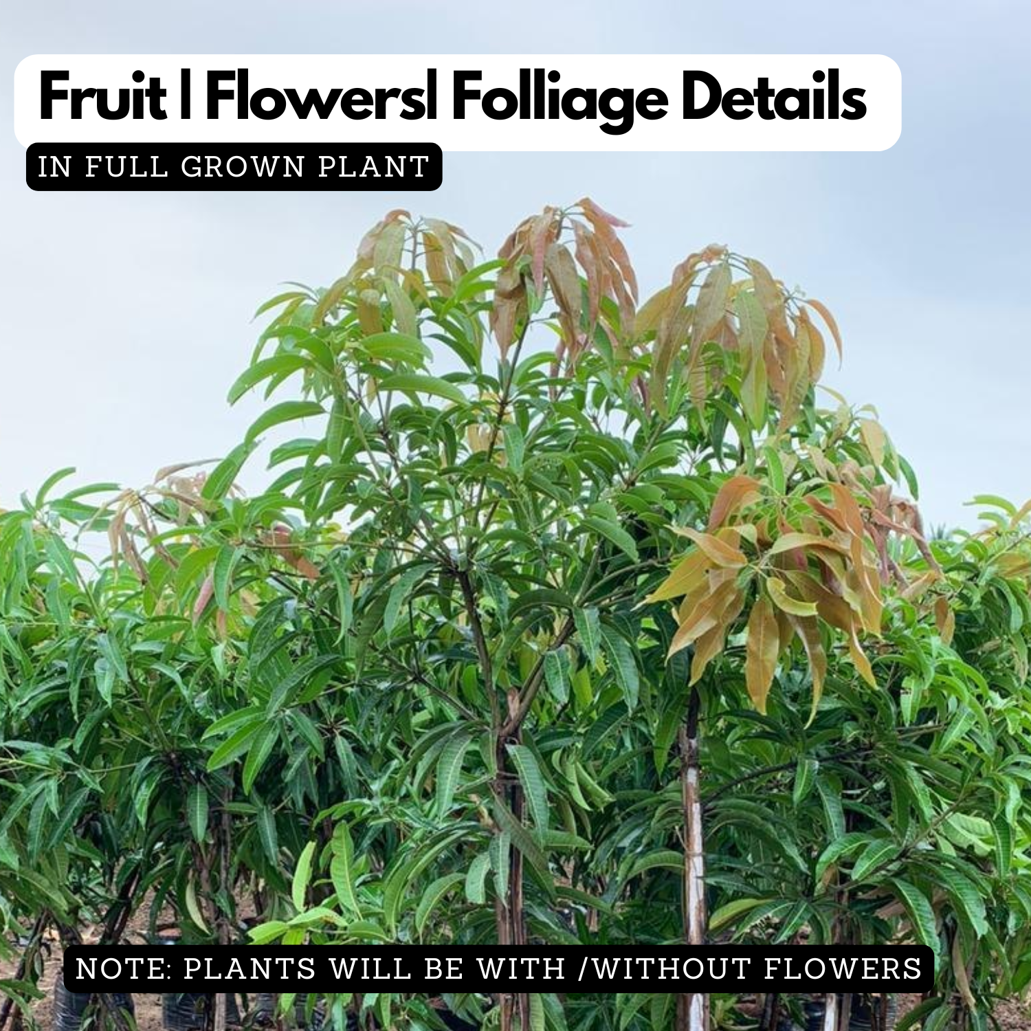 Ratna Mango Live Plant | Grafted Ratna Hybrid Mango(Mangifera indica) Fruit Live Plant (Home & Garden)