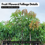 Ratna Mango Live Plant | Grafted Ratna Hybrid Mango(Mangifera indica) Fruit Live Plant (Home & Garden)