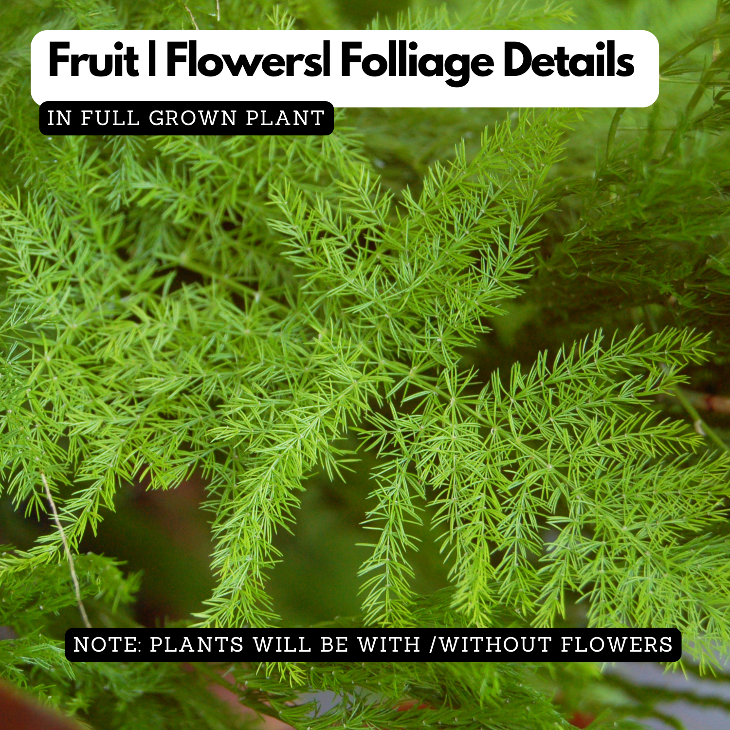 Asparagus Plumosus Live Plant (Home & Garden)