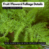 Asparagus Plumosus Live Plant (Home & Garden)