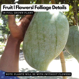 Brunei King Mango (Mangifera indica) |Large-Fruit Tropical Mango Variety | Live Plant (Home & Garden)