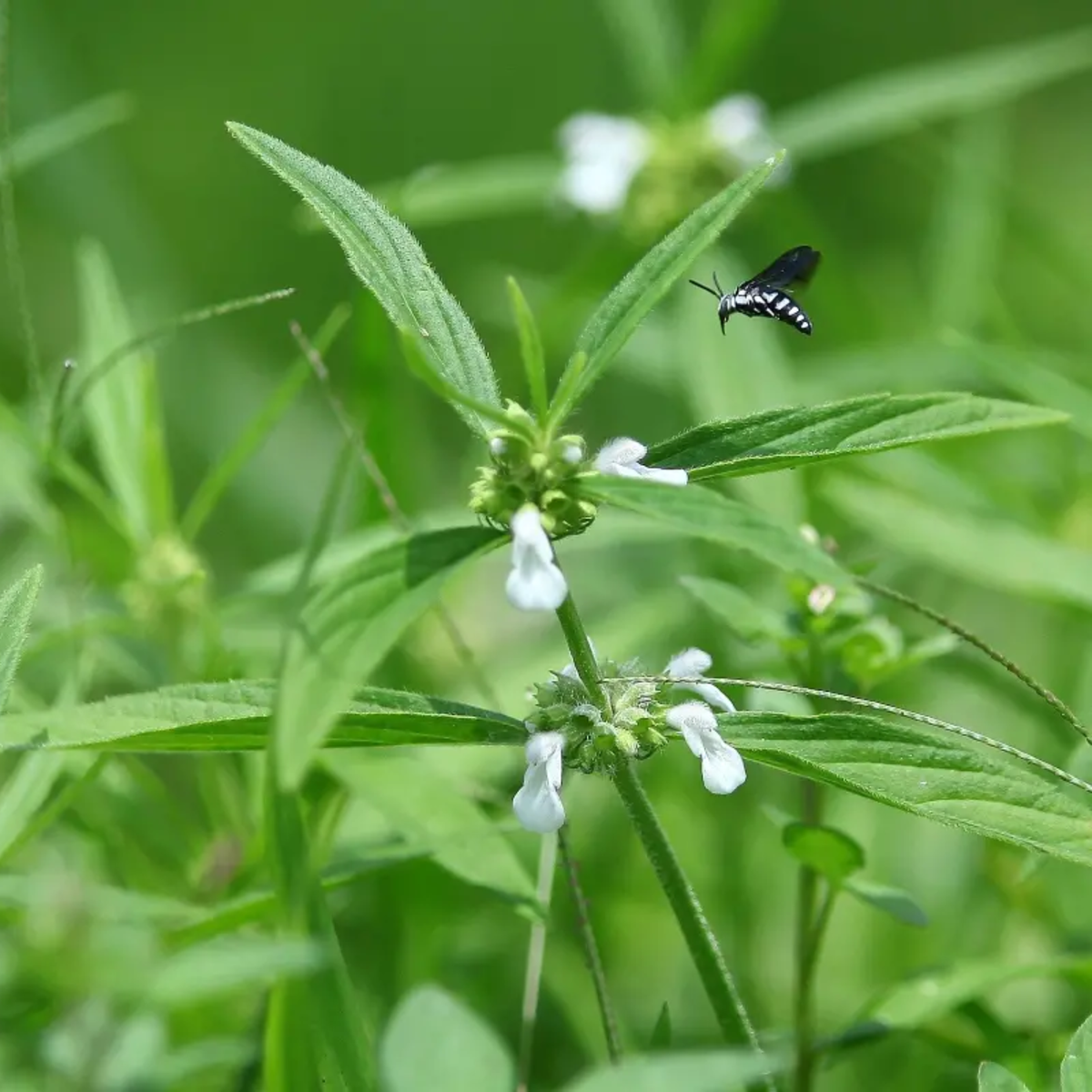 Flowering Plant Birth Star: Moolam (Plant: Thumba Plant / Leucas aspera) Flowering/Ornamental/Medicinal Live Plant (H&G)