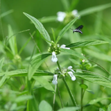 Flowering Plant Birth Star: Moolam (Plant: Thumba Plant / Leucas aspera) Flowering/Ornamental/Medicinal Live Plant (H&G)