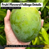 Alampur Baneshan Mango (Mangifera indica) Live Plant | Large Fibreless Mango Fruit | Tropical Fruit Plant (Home & Garden)