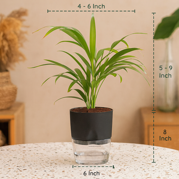 areca palm air filter Areca Palm Live Indoor Air Purifier Plant in 6 Inch Self Watering Pot – Hug  A Plant