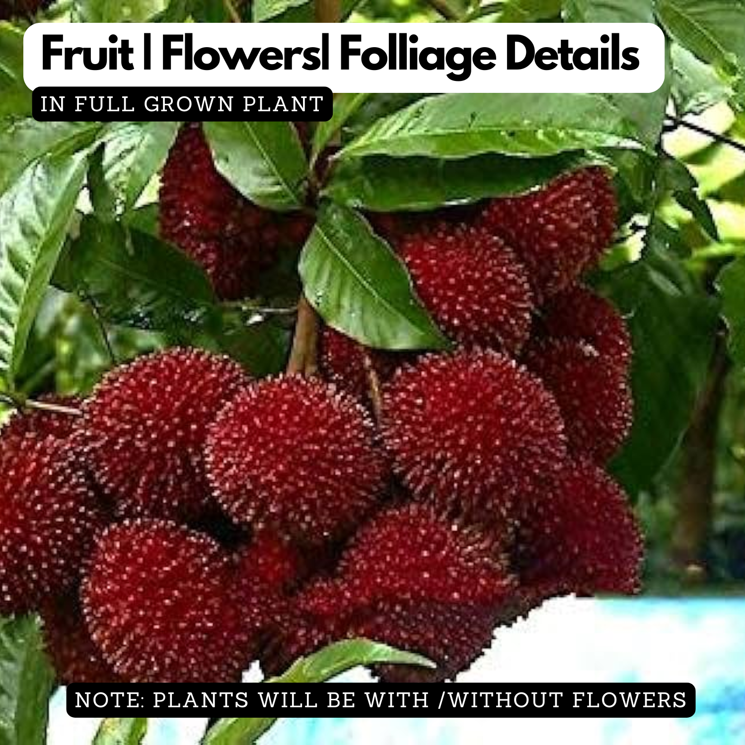Pulasan Fruit / Philosan (Nephelium mutabile)Grafted Fruit Live Plant (Home & Garden)