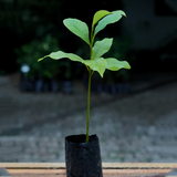 Engkala Fruit (Litsea Garciae) Seedling Fruit Plant (Home & Garden Plants)