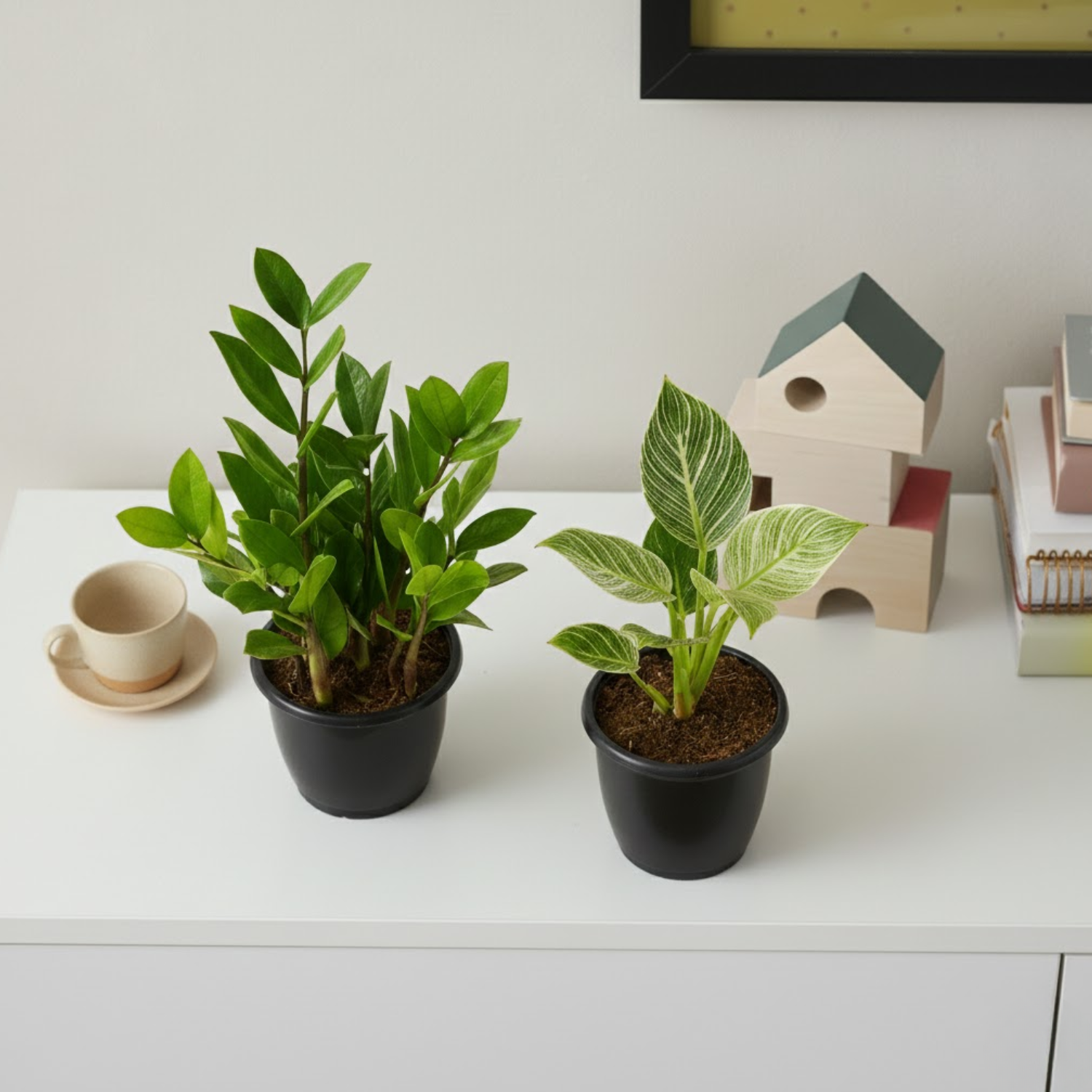 Air Purifying Plants Combo Set Of 2 [ZZ Plant & Philodendron Birkin] | Indoor Decorative Live Plants | Low-Maintenance | Ideal for Home & Office Décor