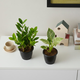 Air Purifying Plants Combo Set Of 2 [ZZ Plant & Philodendron Birkin] | Indoor Decorative Live Plants | Low-Maintenance | Ideal for Home & Office Décor