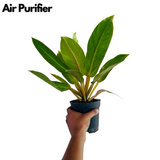 Philodendron Golden Melinonii - Live Plant (Home & Garden)