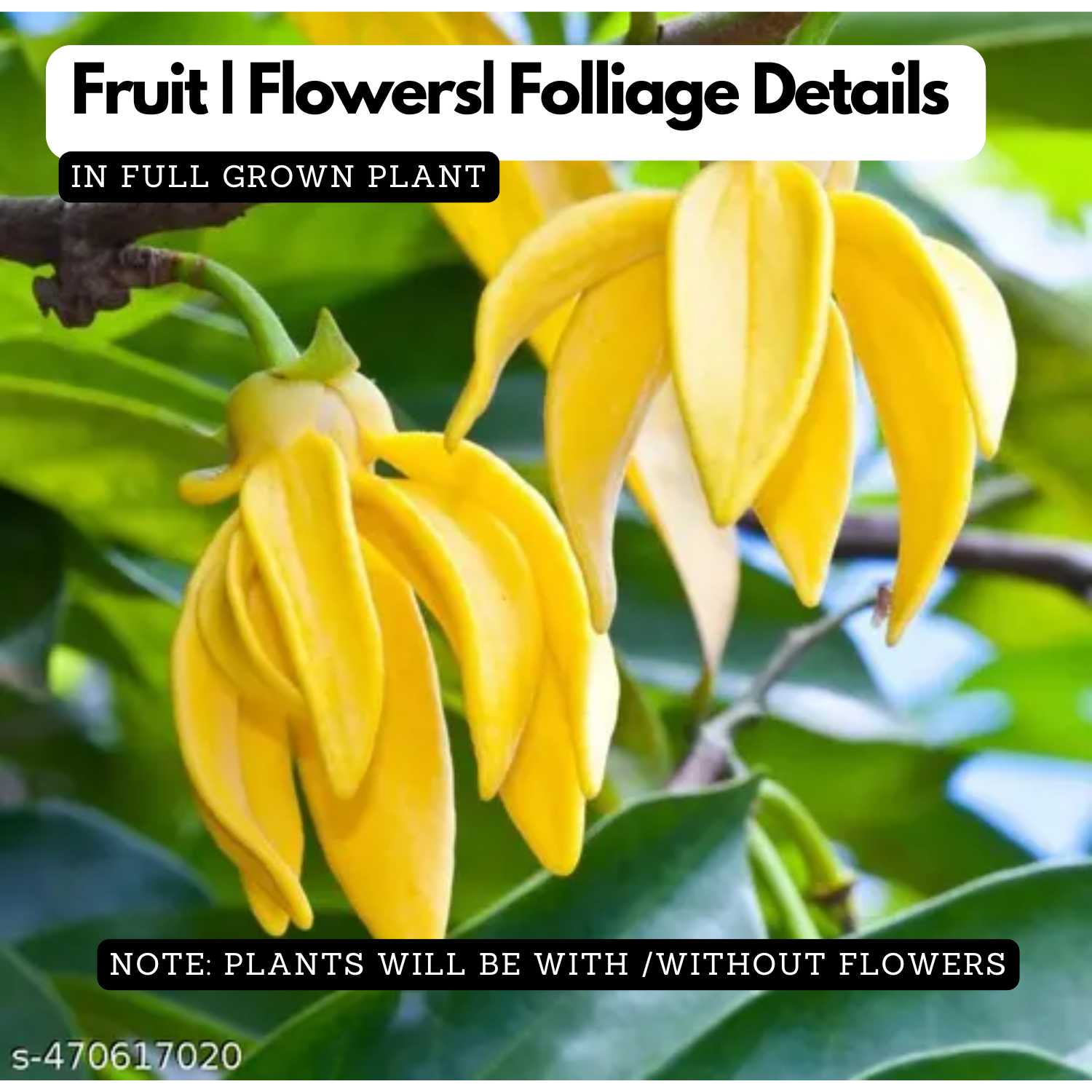 Hirwa Chafa Plant/Hari Champa/Green Champa Live Plant (Home & Garden)